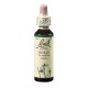Cesmína ostrolistá (Holly) 20 ml